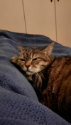 ILSA