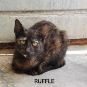 Ruffle  - Cat - 11pets: Adopt