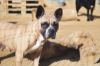CANELA