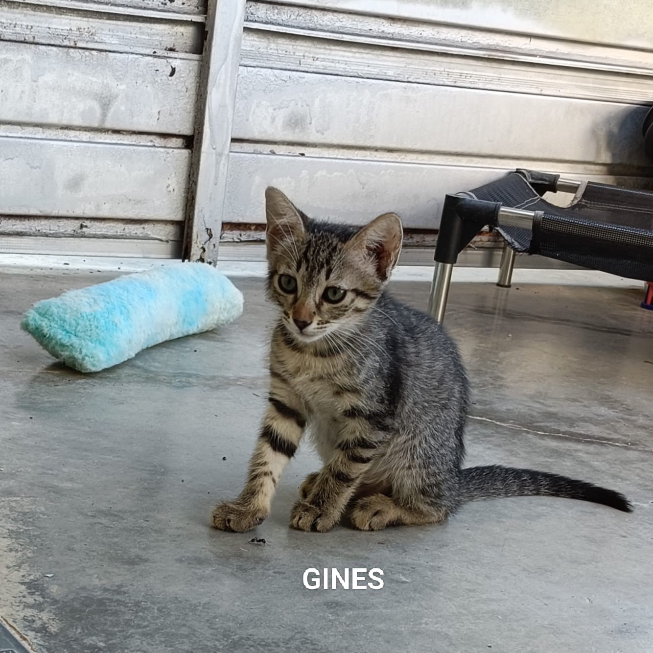 Ginès