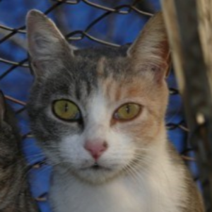Romina - Cat - 11pets: Adopt