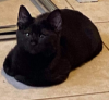 TOOTHLESS 