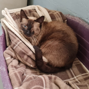 LISA - Cat - 11pets: Adopt