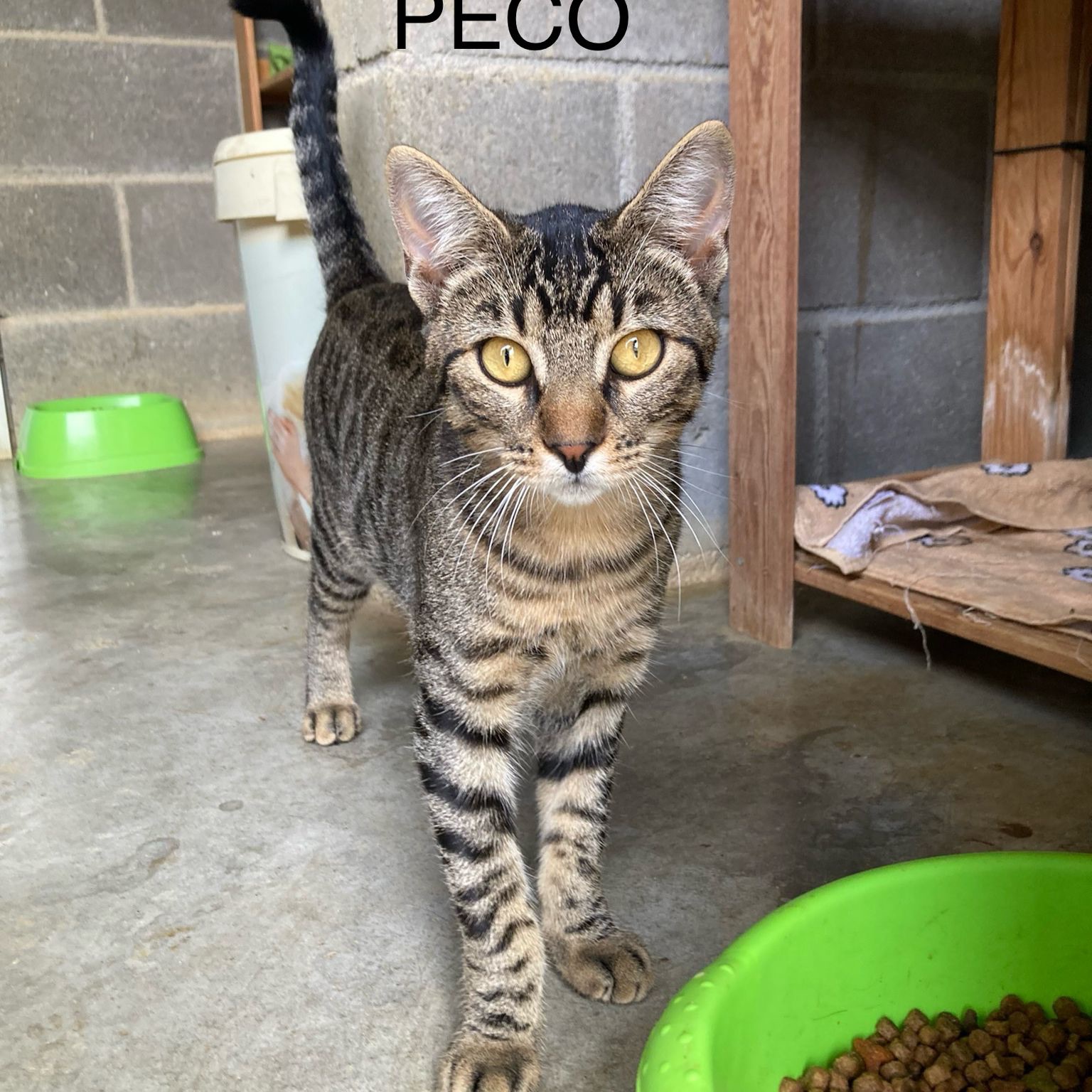 Peco