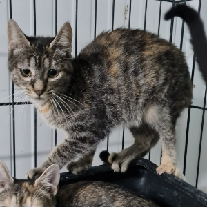 Bonny  - Cat - 11pets: Adopt