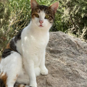 Eleni - Cat - 11pets: Adopt