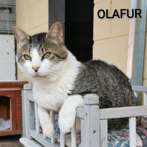 Olafur - Cat - 11pets: Adopt