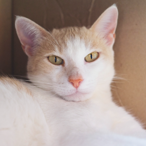 CANELO - Cat - 11pets: Adopt