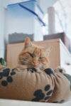 Manolito