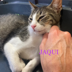 Jaqui - Cat - 11pets: Adopt