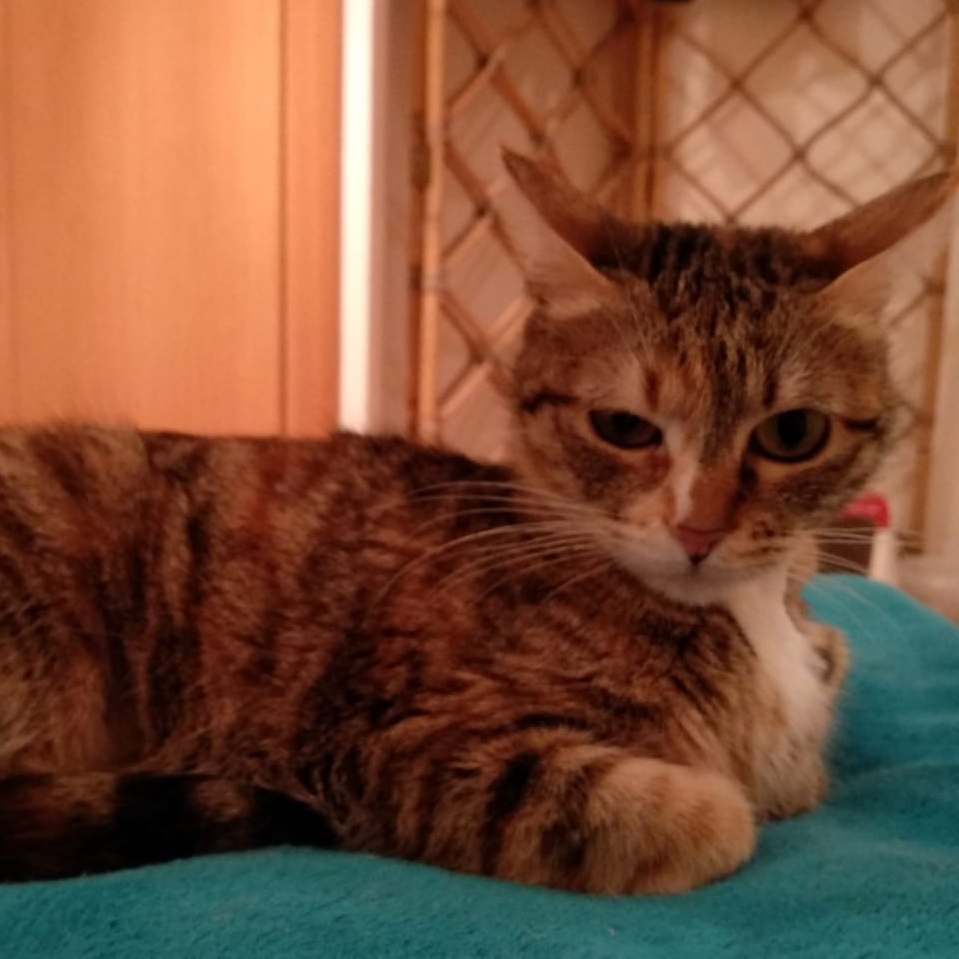 Nikita (Duo Nina i Nikita)