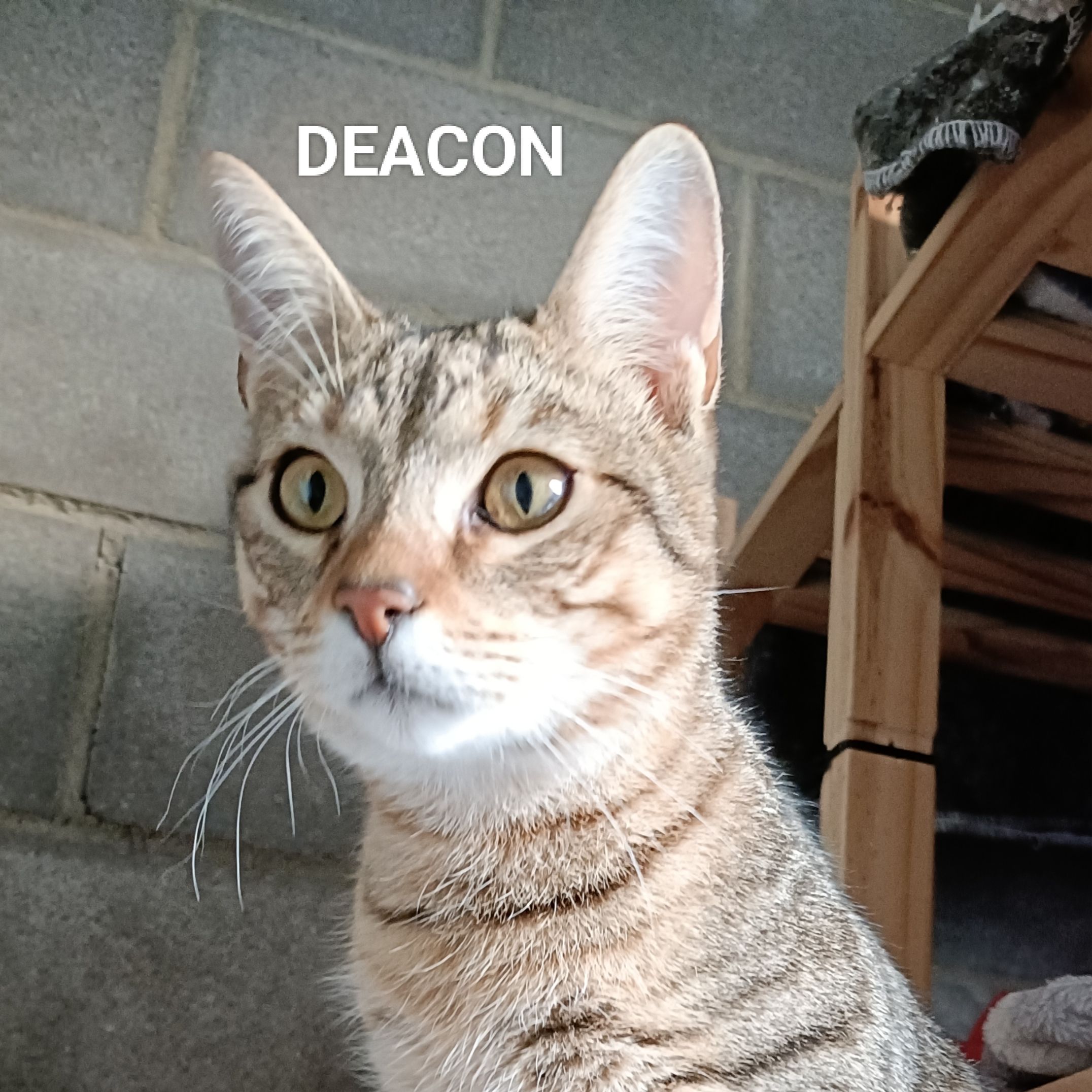 Deacon