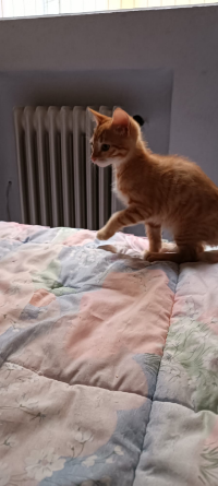 BOB