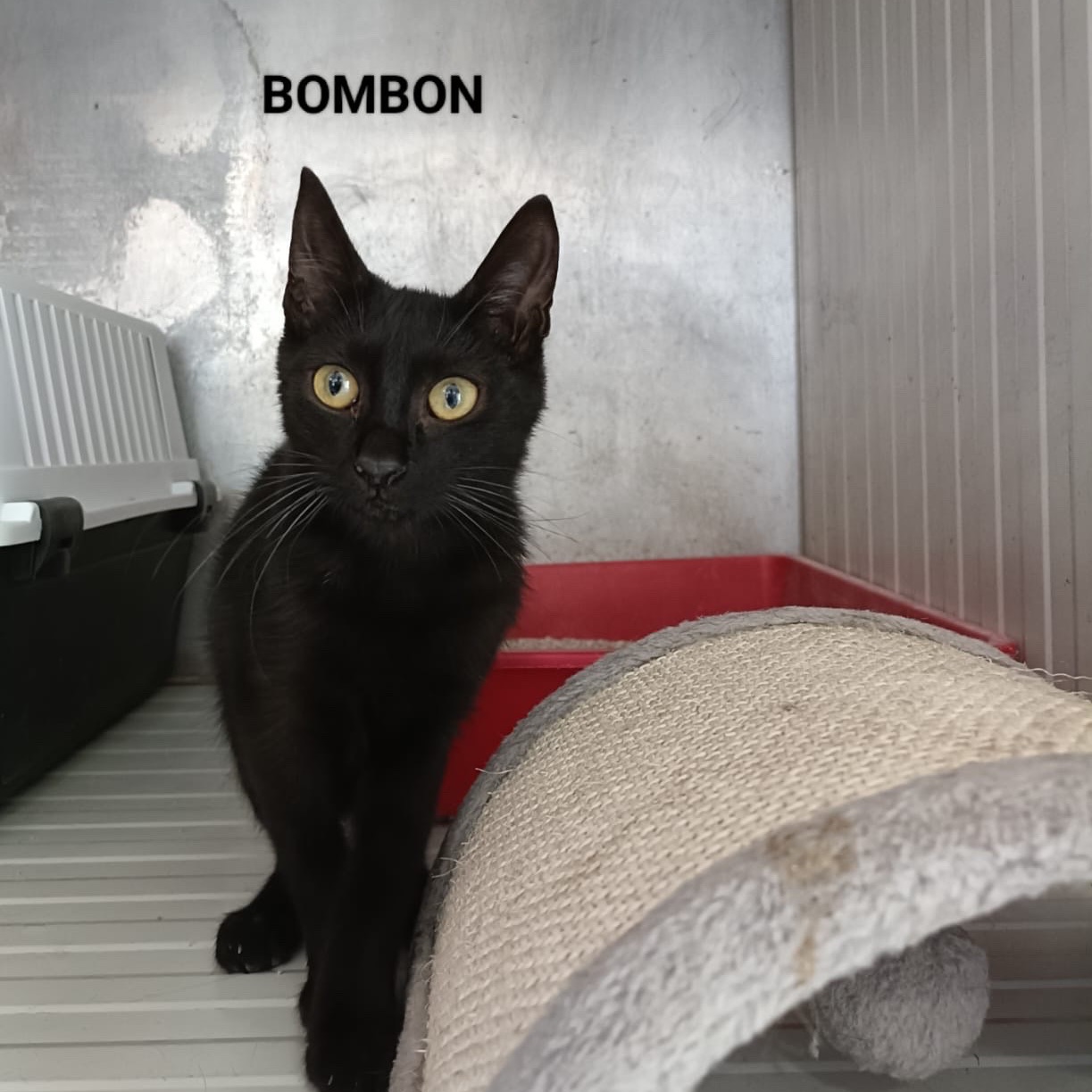 Bombón