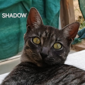 Shadow  - Cat - 11pets: Adopt