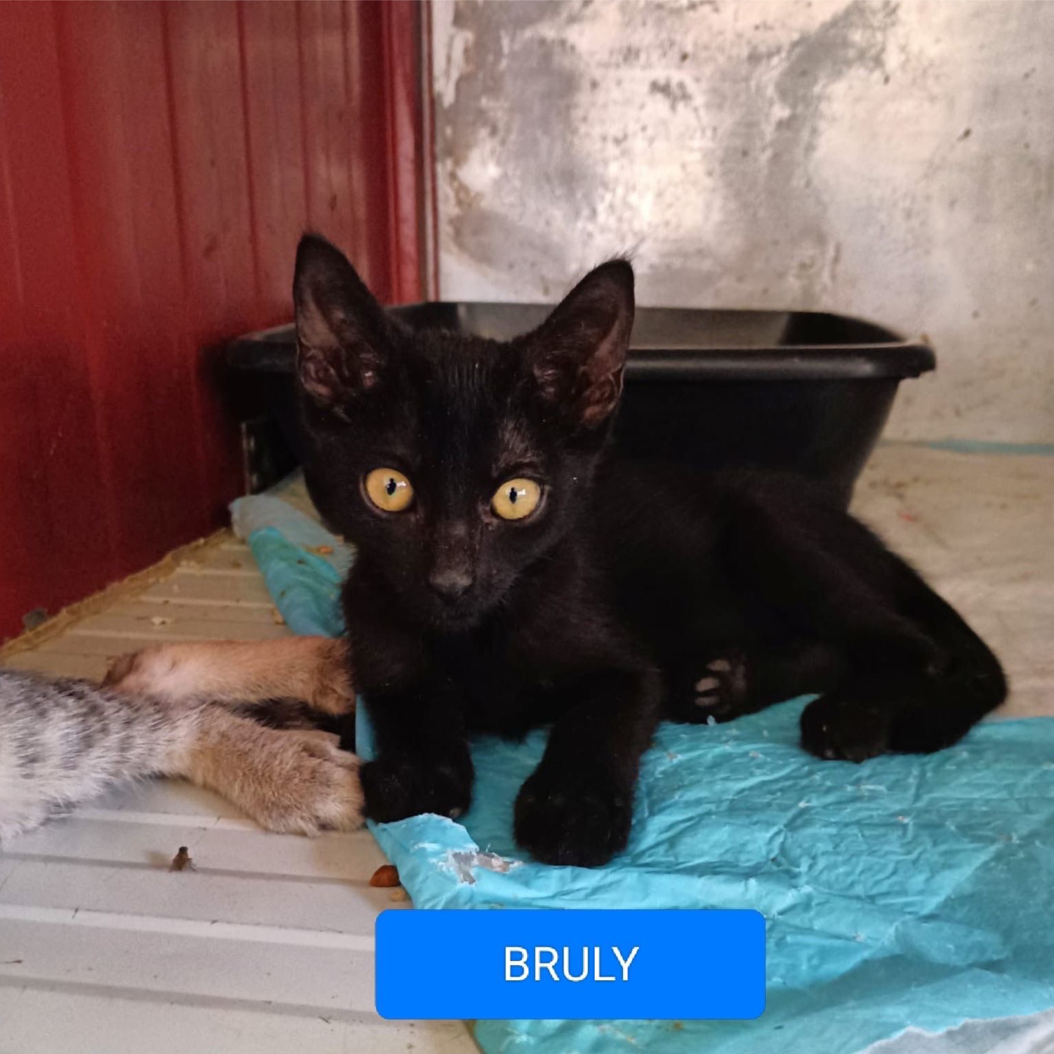 Bruly