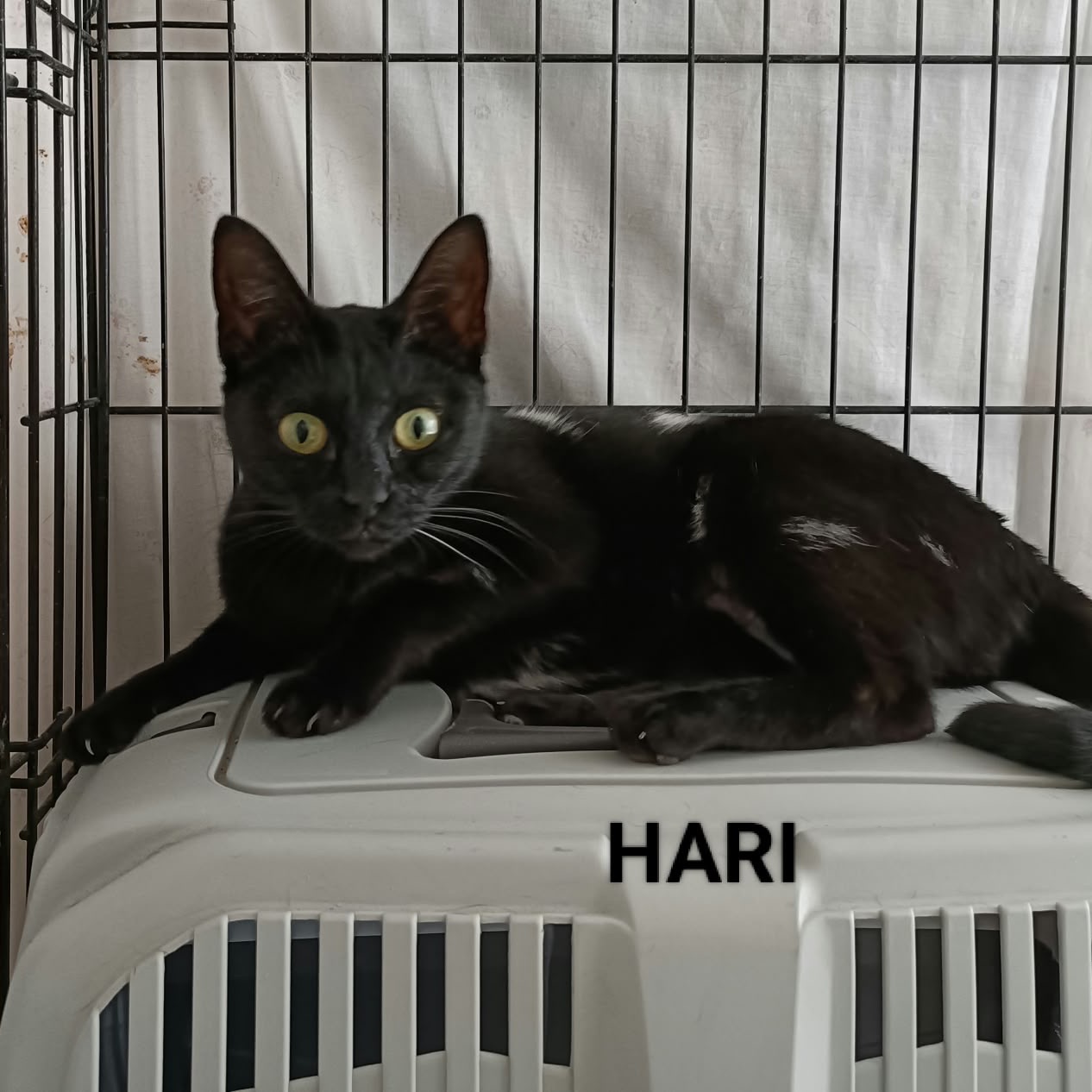 Hari