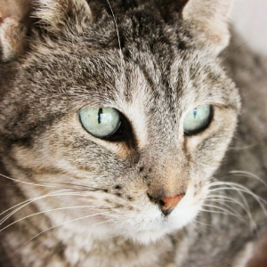 Lina - Cat - 11pets: Adopt