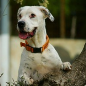 Siva - Dog - 11pets: Adopt
