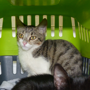 Shiba - Cat - 11pets: Adopt