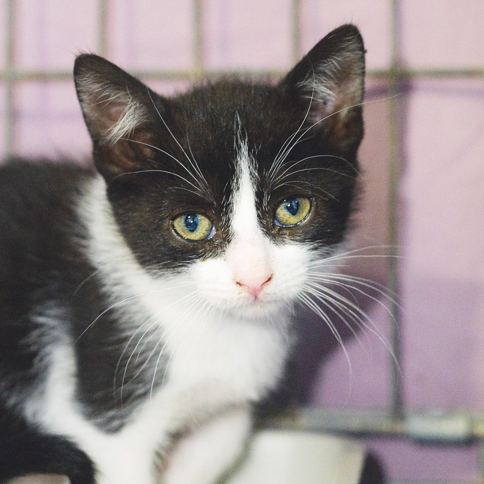 LAU ara SCHRÖDINGER