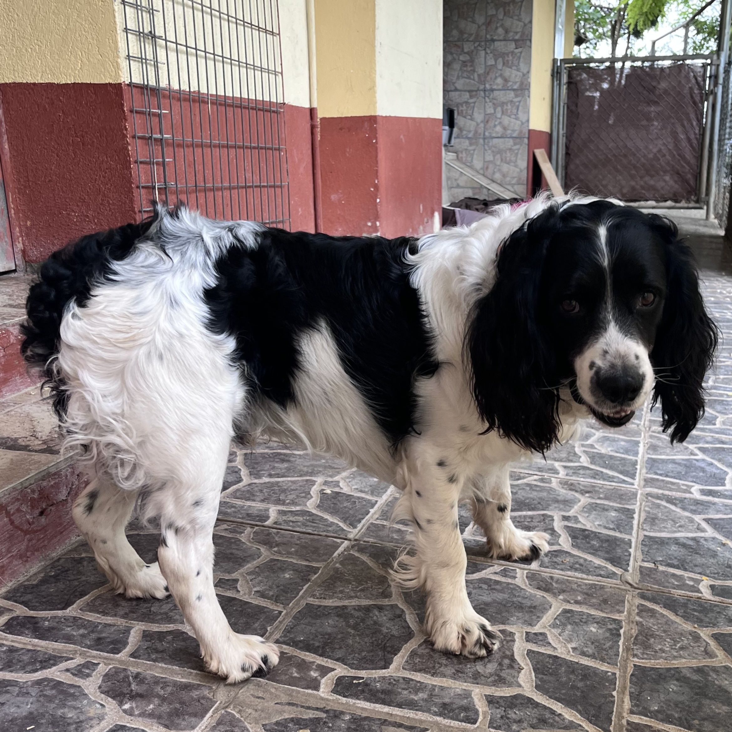 Nilo