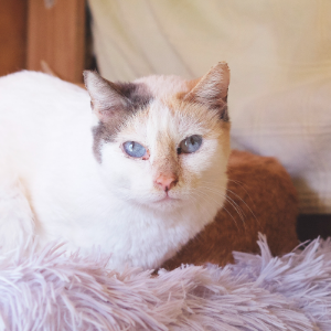 PANDORA - Cat - 11pets: Adopt