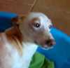 Rosquilla