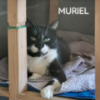 Muriel