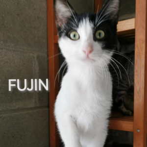Fujin - Cat - 11pets: Adopt
