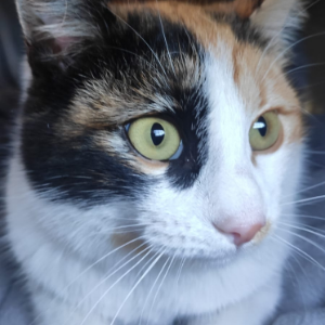 Tina  - Cat - 11pets: Adopt