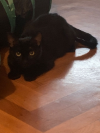 INDI