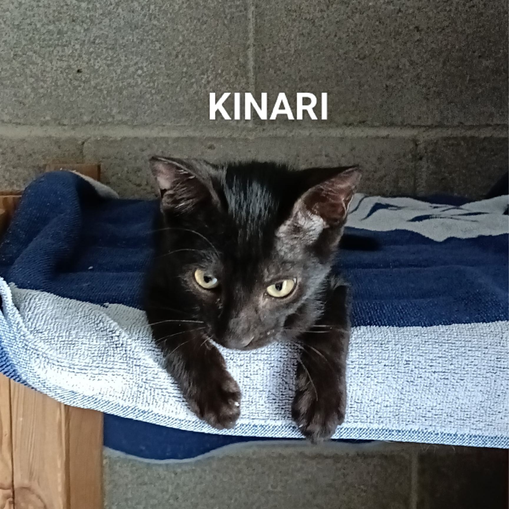 Kinari