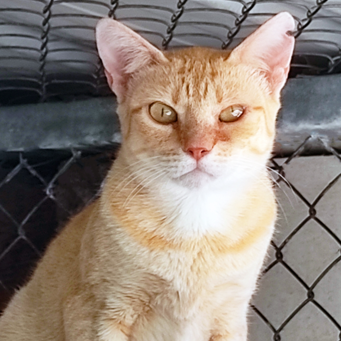 Jimena - Al MOMOTARO Cat Café