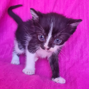 PETA - Cat - 11pets: Adopt
