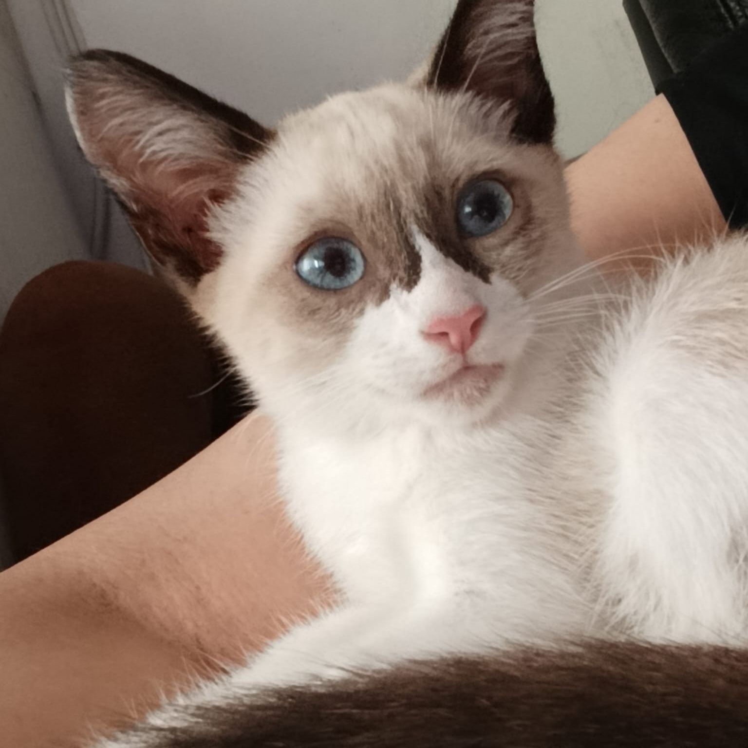 Tara