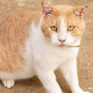 GINGER - Cat - 11pets: Adopt