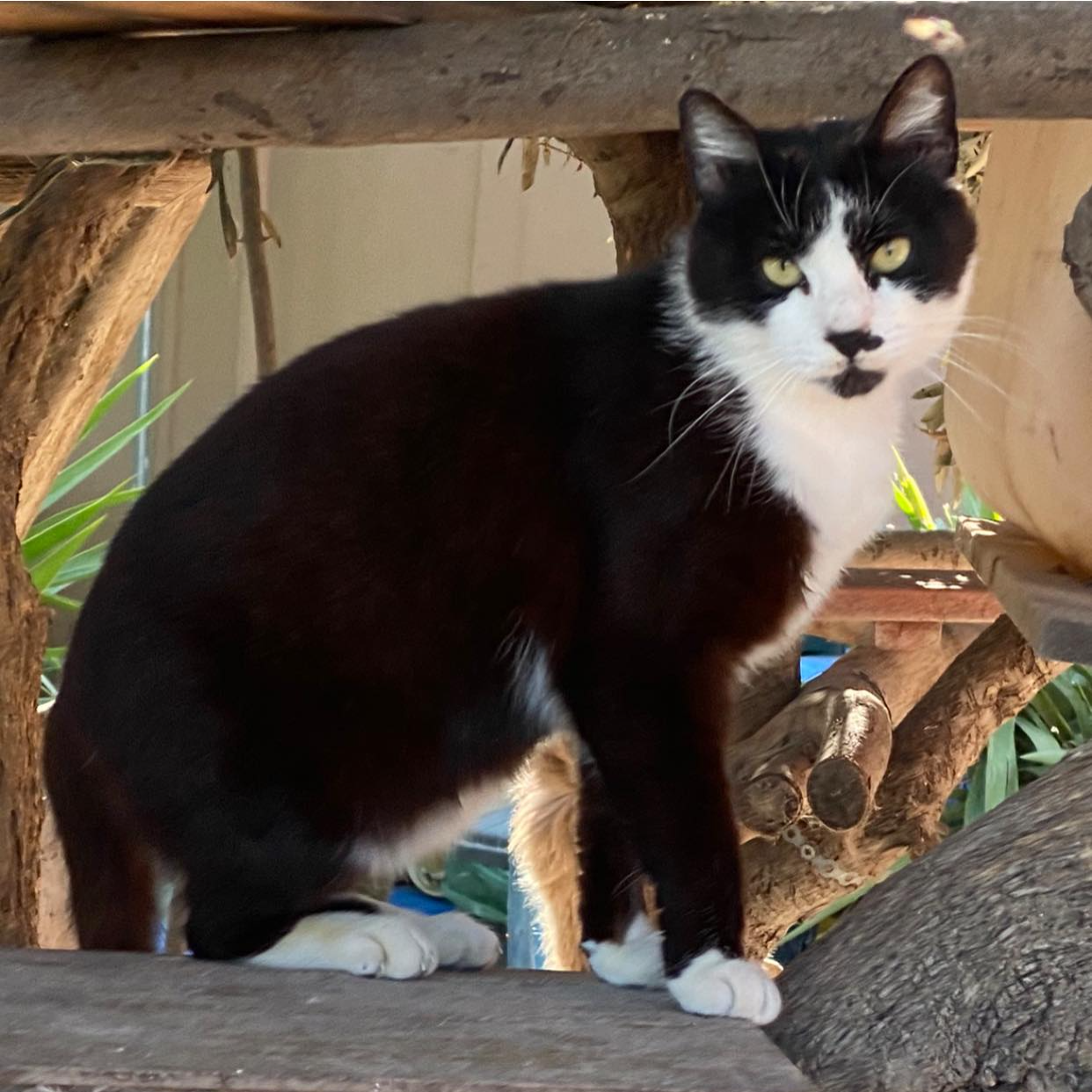 Captain Raymond Holt