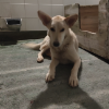 Loba