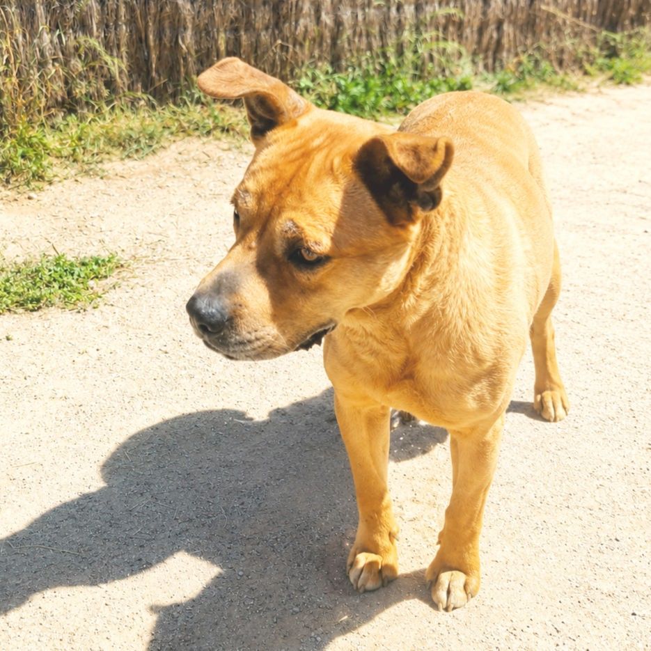 CANELO