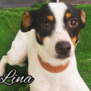 Lina - Dog - 11pets: Adopt