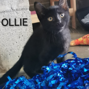 Ollie - Cat - 11pets: Adopt