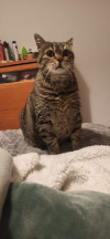 ILSA