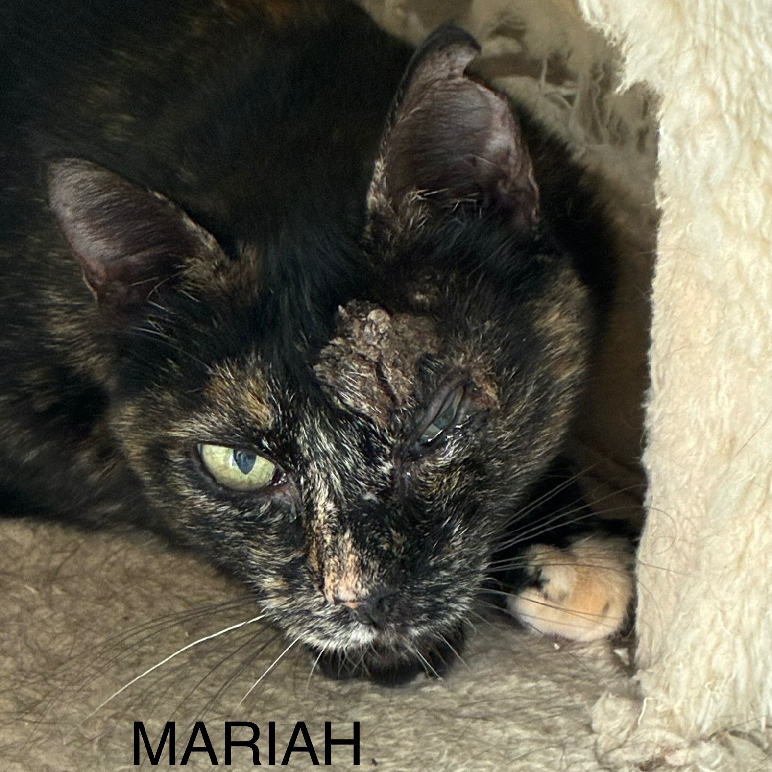 Mariah