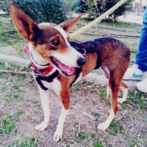Lola - Dog - 11pets: Adopt
