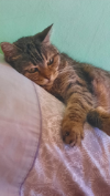 ILSA