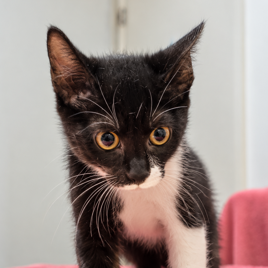 BONITA