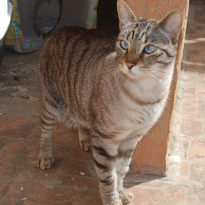 Don Gato - Cat - 11pets: Adopt