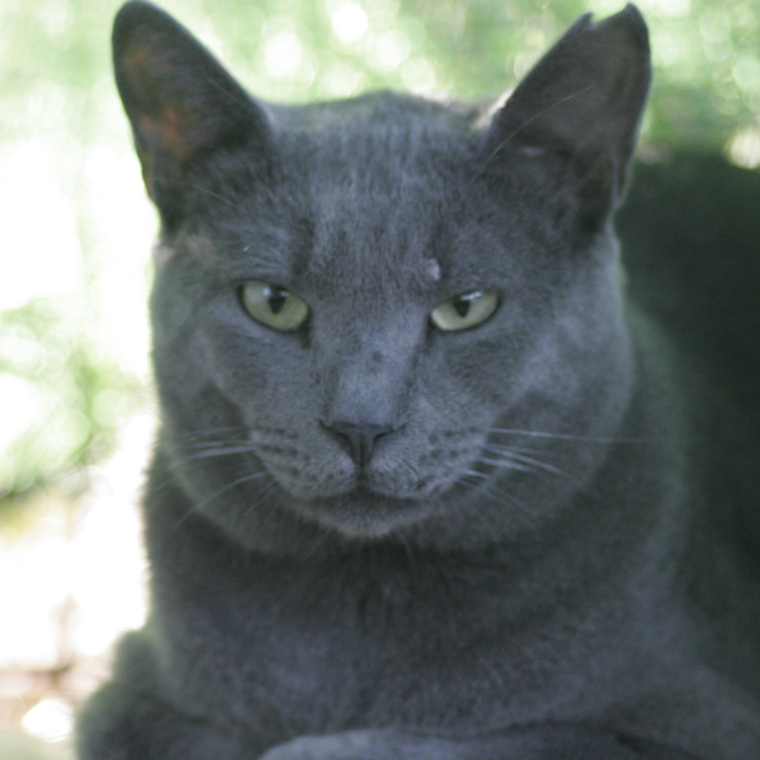 BLUE. CS EL ACEITUNILLO