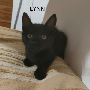 Lynn - Cat - 11pets: Adopt